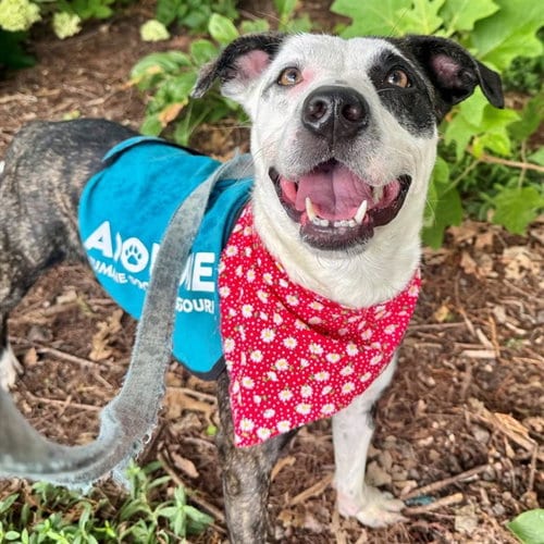 Photo of Cookie Butter, adoptable Australian Cattle Dog/Blue Heeler in St Louis, Missouri