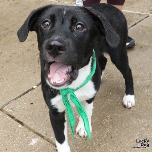 Photo of Sneakers, adoptable Labrador Retriever in Washington, District of Columbia