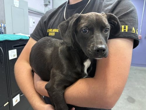 Photo of Lucy Lue, adoptable Terrier in Fairfield, California