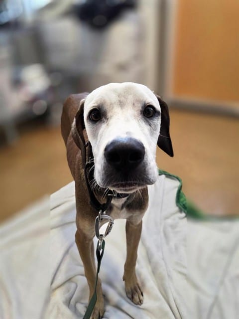 Photo of Red, adoptable dog in Palmetto, Florida