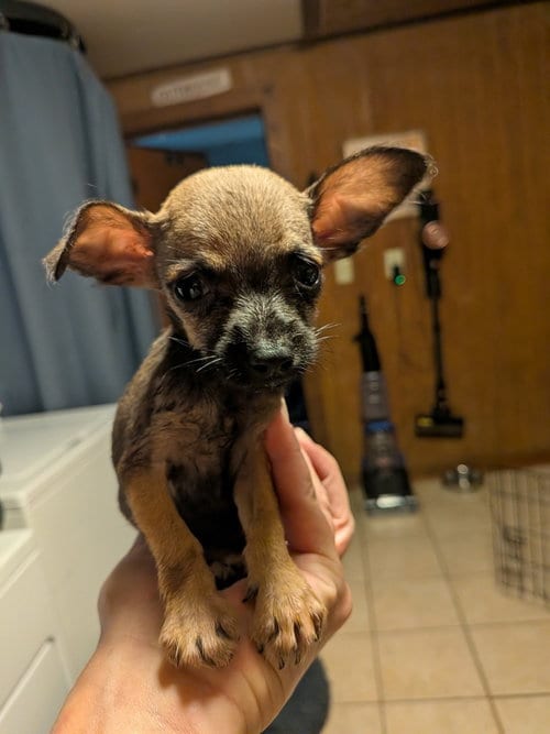 Photo of Stomp, adoptable Chihuahua in Vail, Arizona