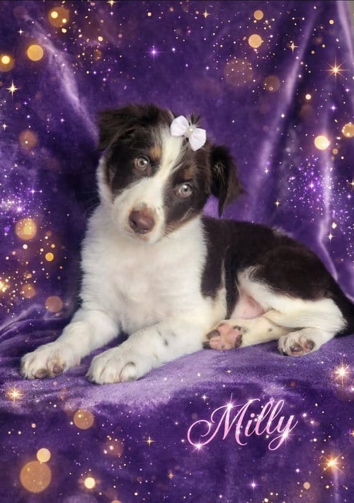 Photo of Milly, adoptable Australian Shepherd in Newark, Delaware