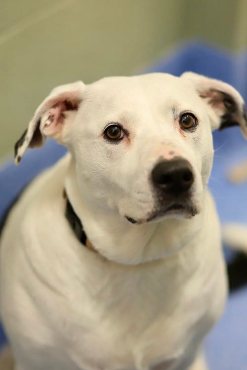 Photo of Rhonda, adoptable Pit Bull Terrier in Webster, Wisconsin