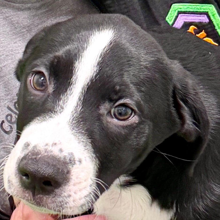Photo of Whisk, adoptable Mixed Breed (Medium) in Dayton, Ohio