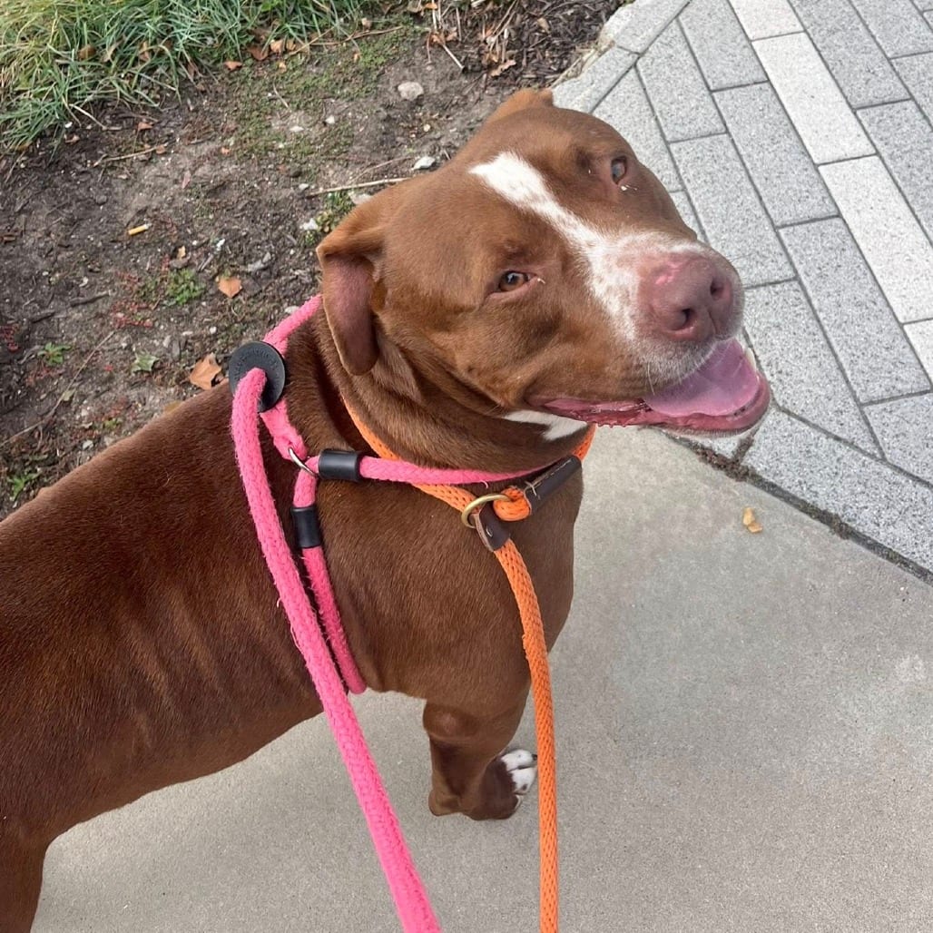 Photo of Hashbrown, adoptable Mixed Breed (Medium) in St. Louis, Missouri