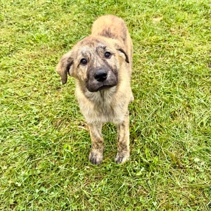 Photo of Riesling, adoptable Mastiff/Great Pyrenees in Montpelier, Vermont