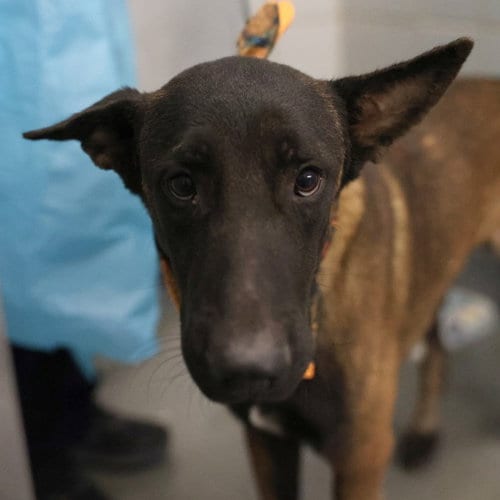 Photo of Cowboy, adoptable Belgian Shepherd Malinois in San Antonio, Texas