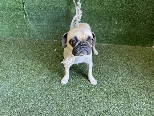 Photo of A5802373, adoptable Pug in Lancaster, California