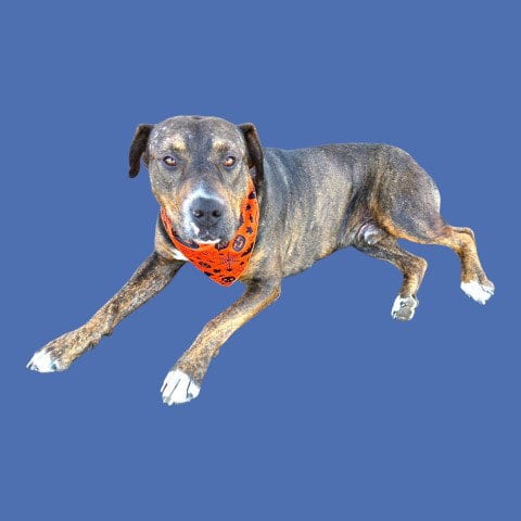 Photo of David, adoptable Mastiff in Bakersfield, California