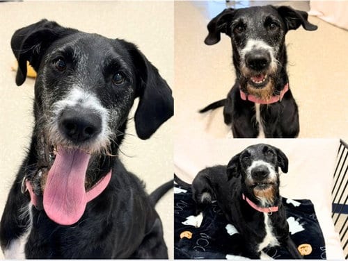 Photo of Jules, adoptable Schnauzer in Fort Wayne, Indiana