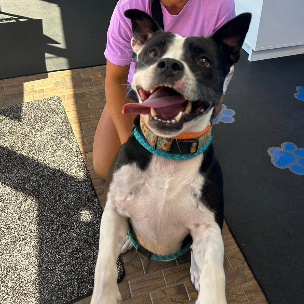 Photo of Manifest, adoptable Mixed Breed (Medium) in St. Louis, Missouri