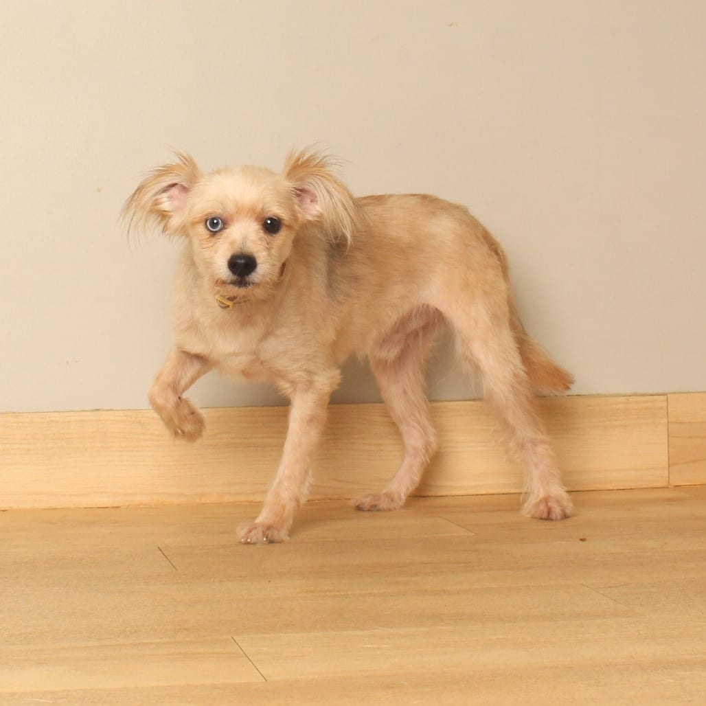Photo of Capone D71091, adoptable Poodle, Miniature / Terrier in Minnesota, Minnesota