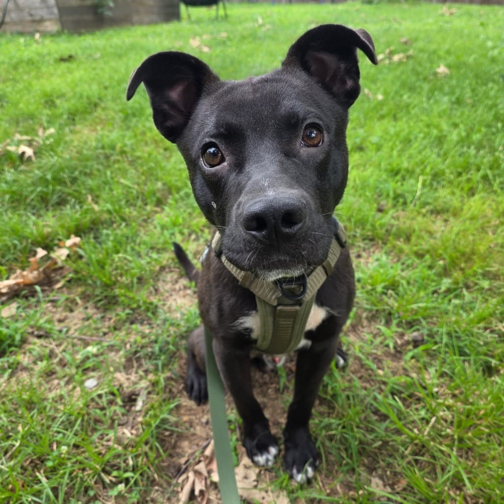 Photo of Smokey, adoptable Mixed Breed (Medium)