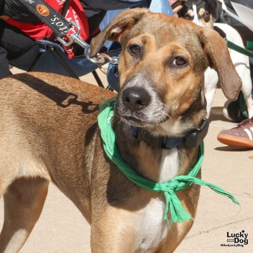 Photo of Roni, adoptable Black Mouth Cur in Washington, District of Columbia