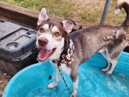 Photo of Baker, adoptable dog in Georgetown, Texas