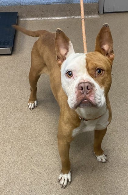 Photo of Jerome, adoptable dog in Chamblee, Georgia