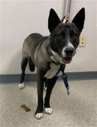 Photo of A256723, adoptable Husky in Visalia, California