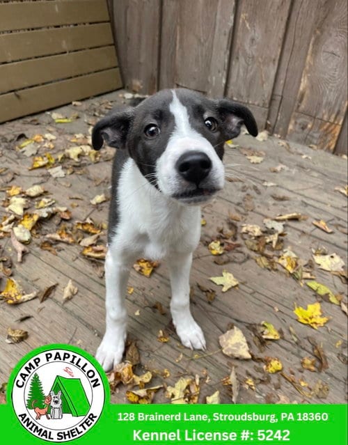 Photo of Tonka, adoptable Unknown breed in Stroudsburg, Pennsylvania