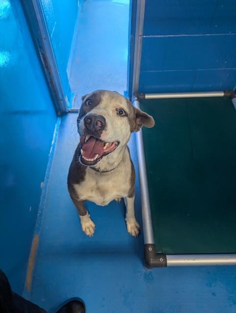 Photo of Dobby, adoptable Pit Bull Terrier in Bakersfield, California
