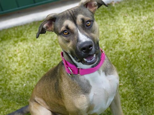 Photo of Boo, adoptable American Pit Bull Terrier in Tallahassee, Florida