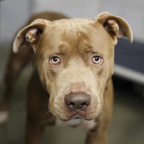 Photo of Dakota, adoptable American Staffordshire Terrier in San Antonio, Texas