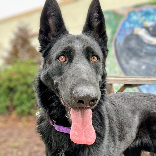 Photo of Karlita, adoptable German Shepherd Dog in Oakland, California