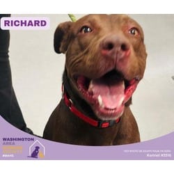 Photo of Richard, adoptable American Pit Bull Terrier in Eighty Four, Pennsylvania