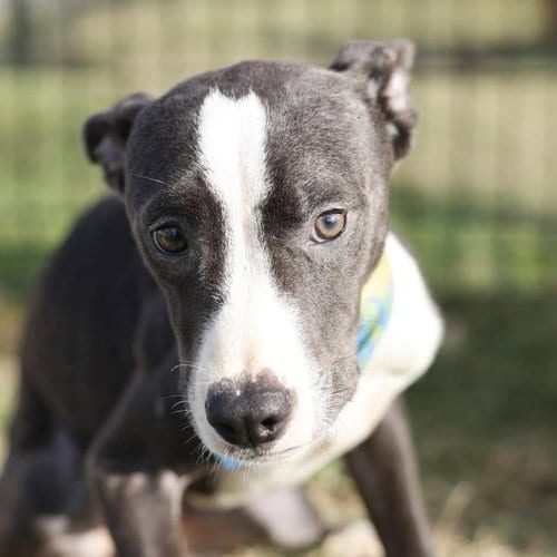 Photo of Socks, adoptable American Staffordshire Terrier in San Antonio, Texas