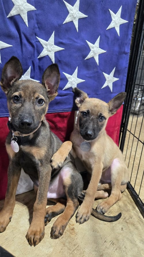 Photo of Sweet Pea 7564, adoptable German Shepherd Dog in Centreville, Virginia