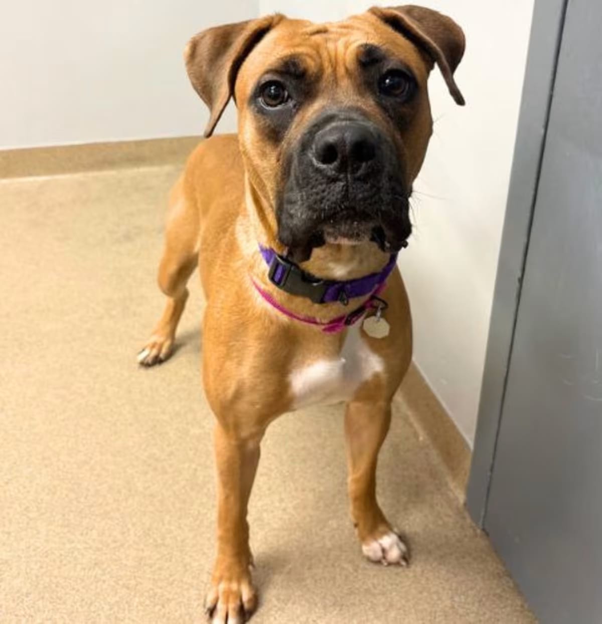 Photo of Mopsy, adoptable Boxer in Aurora, Colorado
