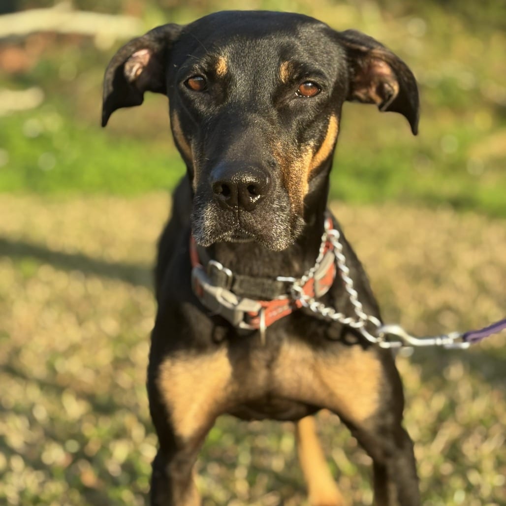 Photo of Ellie, adoptable Catahoula Leopard Dog / Black Mouth Cur in Riverwoods, Illinois