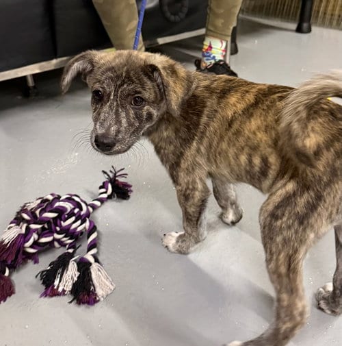 Photo of Tigger, adoptable Mountain Cur in Gilberts, Illinois