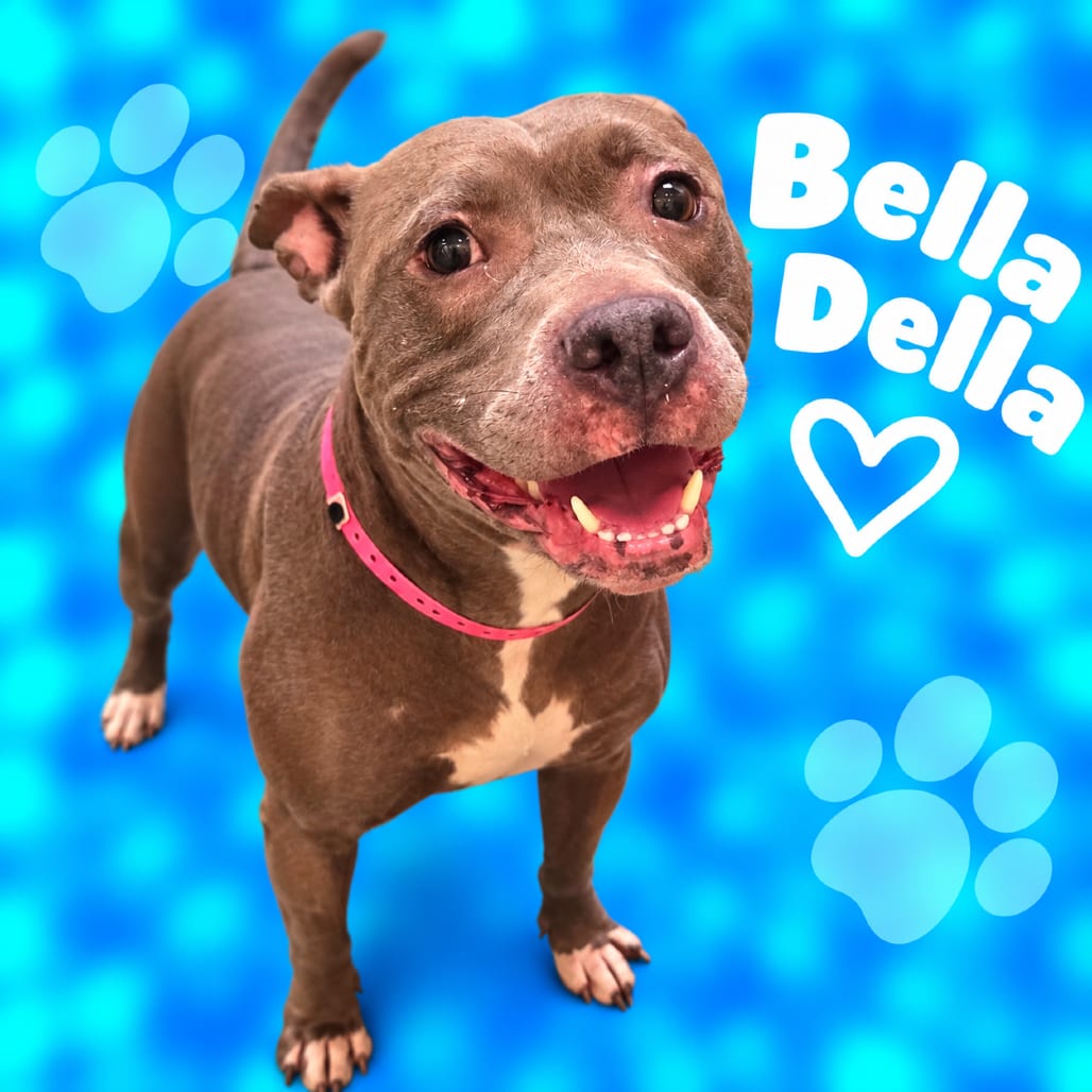Photo of Bella Della, adoptable dog