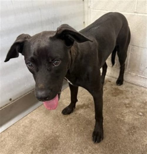 Photo of Nena, adoptable Pit Bull Terrier in San Bernardino, California