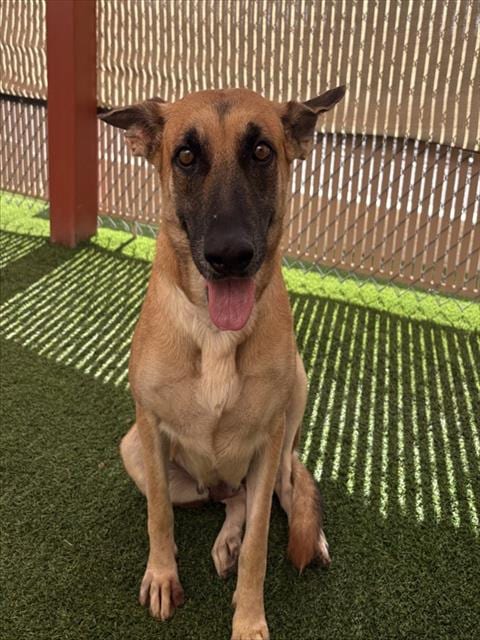 Photo of Applestrudel, adoptable German Shepherd Dog in Phoenix, Arizona
