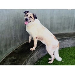 Photo of Cali, adoptable Australian Shepherd in Chatsworth, California