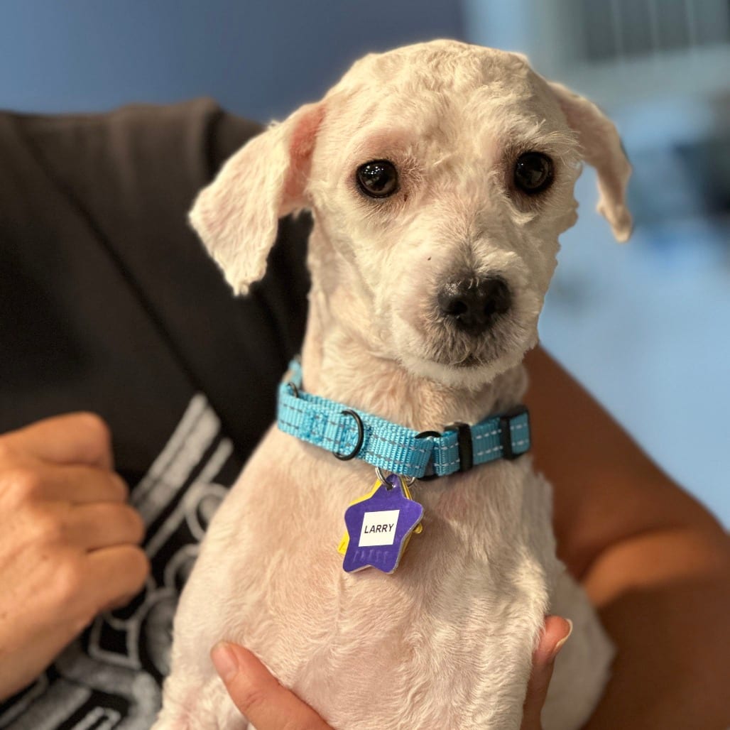 Photo of Larry, adoptable Poodle / Mix in San Francisco, California