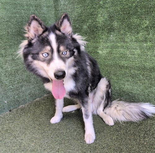 Photo of Chulo, adoptable Siberian Husky in Lancaster, California