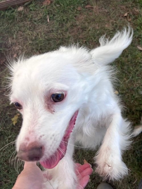Photo of Lucy, adoptable Chihuahua in Virginia Beach, Virginia