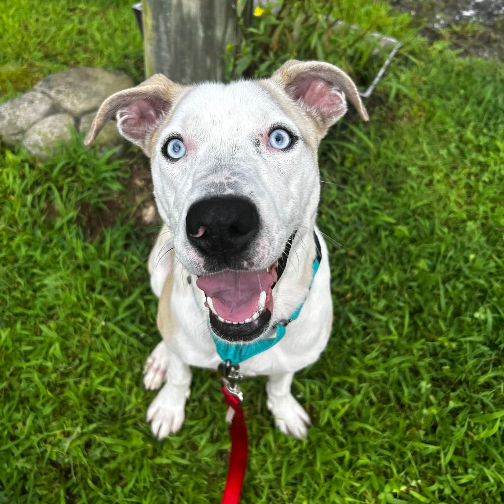 Photo of Zippy, adoptable Mixed Breed (Medium)