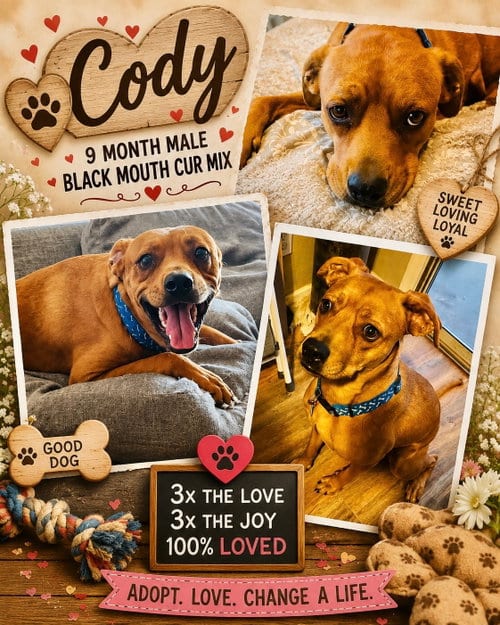 Photo of Cody – 1 Year Male Black Mouth Cur Mix, adoptable Black Mouth Cur in Mesa, Arizona