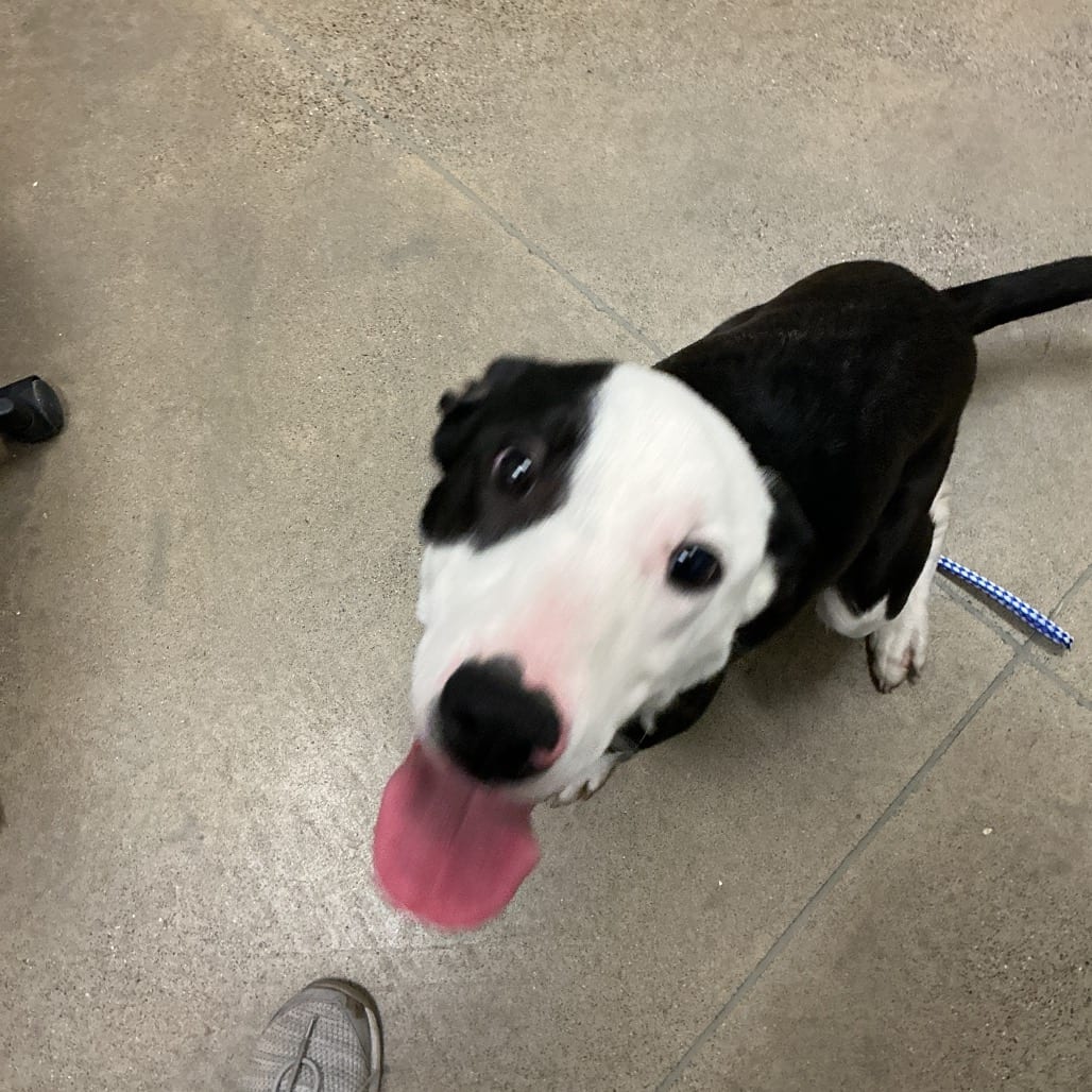 Photo of Buster, adoptable Terrier, Pit Bull / Collie, Border in Hayden, Idaho