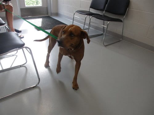 Photo of Bailey, adoptable Catahoula Leopard Dog in Ocala, Florida