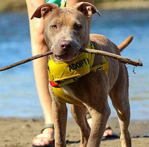 Photo of Caspian, adoptable Pit Bull Terrier in Sacramento, California