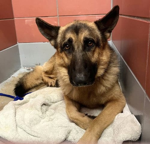 Photo of King, adoptable German Shepherd Dog in Houston, Texas