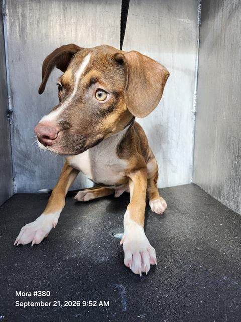 Photo of Honey Puppy, adoptable American Staffordshire Terrier in San Antonio, Texas