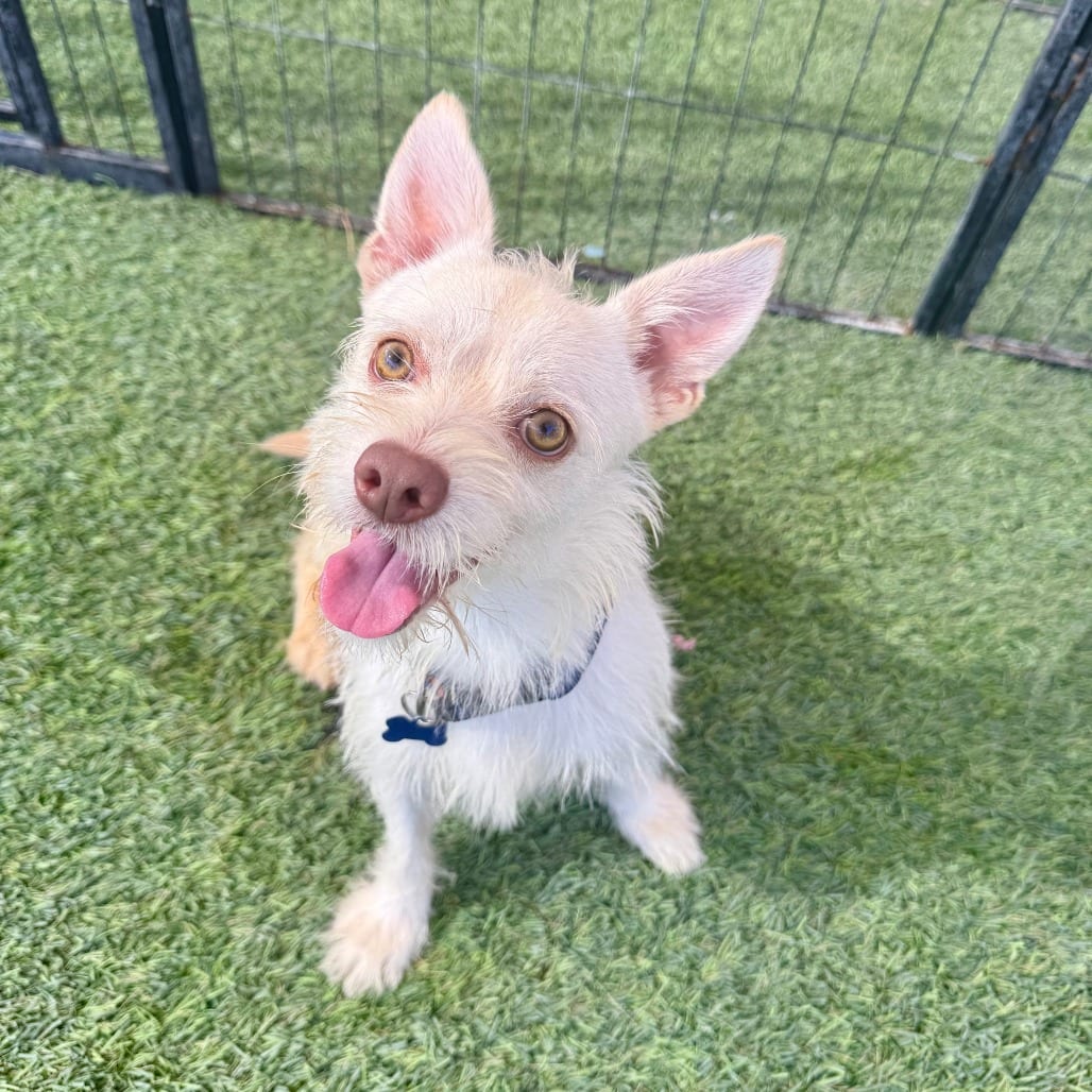 Photo of Butterscotch, adoptable Terrier in Agoura Hills, California