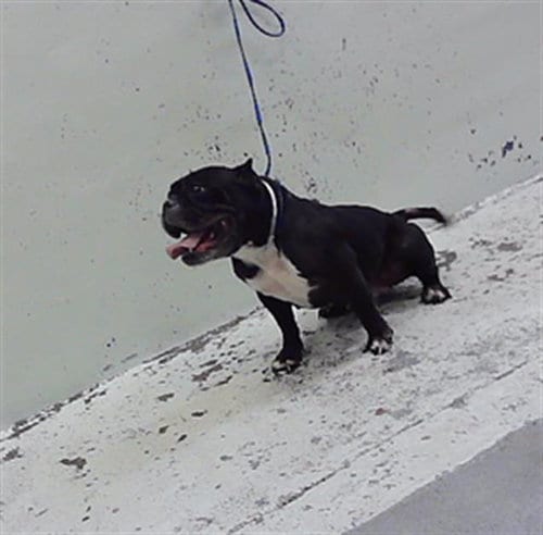 Photo of Bella, adoptable Bulldog in Houston, Texas