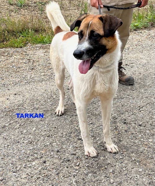 Photo of Tarkan, adoptable Unknown breed (short coat) in Woodland Hills, California
