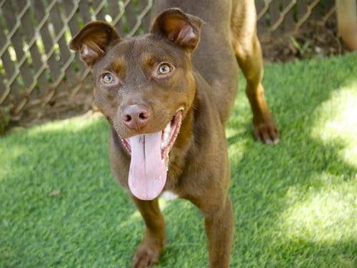 Photo of Kairo, adoptable Labrador Retriever in Tallahassee, Florida